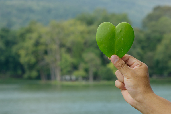 holding heart leaf and environmentally-friendly