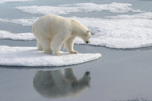 polar bear on ice depicting global warming