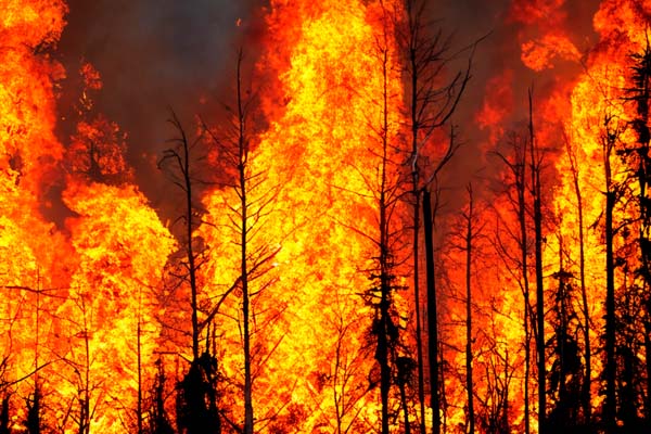 wildfire and environmental destruction